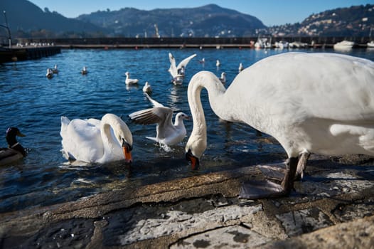 Beautiful white swans and other birds eat and feed on Lake Como in Italy, against the background of blue clear sky and Alps mountains background. Animals theme. Nature. Wildlife. Italy. Lombardy