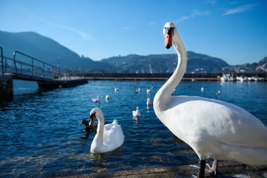 Front view. A couple of beautiful white swans, swimming on the lake of Como with transparent clean water against Italian Alps mountains background
