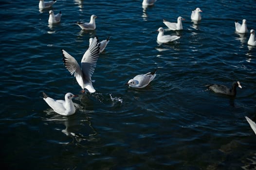 Beautiful birds swimming in the lake of Como. Lombardy. Italy. Animals theme. Animals in wildlife. Animals and nature