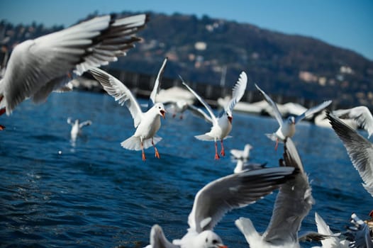 Birds swimming and flying above the lake of Como. Italian alps mountains on the background. Lombardy. Italy. Animals theme. Animals and nature. Animals in wildlife.
