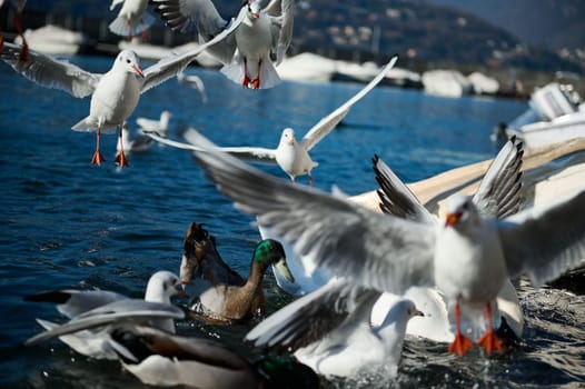 Birds swimming and flying above the lake of Como. Alpine mountains on the background. Lombardy. Italy. Animals theme. Animals and nature. Animals in wildlife.