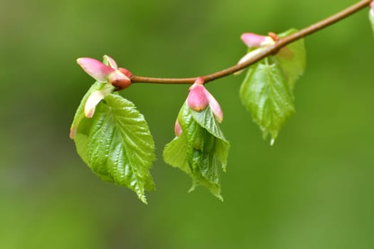 Young small linden leaves in early spring