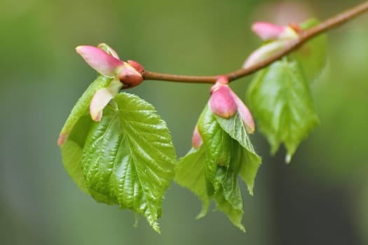 Young small linden leaves in early spring