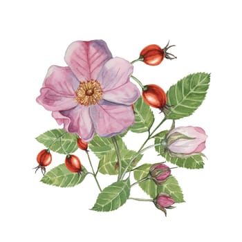 Dog rose bouquet, rosa canina watercolor floral clipart. Pink flower bundle, rose hips, buds and leaf of wild rose. Botanical briar illustration for printing, beauty, cosmetics, perfume, labels, food