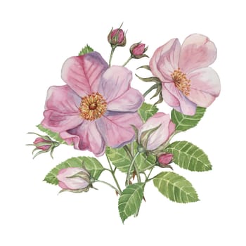 Dog rose bouquet, rosa canina watercolor floral clipart. Pink flower bundle, rose hips, buds and leaf of wild rose. Botanical briar boutonniere for printing, beauty, cosmetics, perfume, labels, food