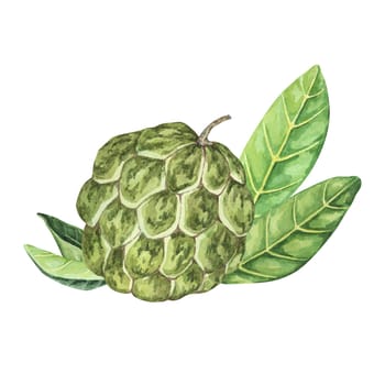 Ripe green whole tropical cherimoya exotic fruit with leaves composition. Watercolor illustration of custard apple, sugar sweet apple for printing, packaging, sticker products, scrapbooking, food
