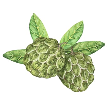 Ripe green whole tropical cherimoya exotic fruit with leaves composition. Watercolor illustration of custard apple, sugar sweet apple for printing, packaging, sticker products, scrapbooking, food