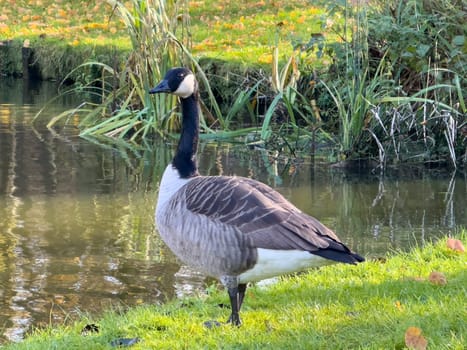 Bar Headed Goose on the grass in a park next to the lake