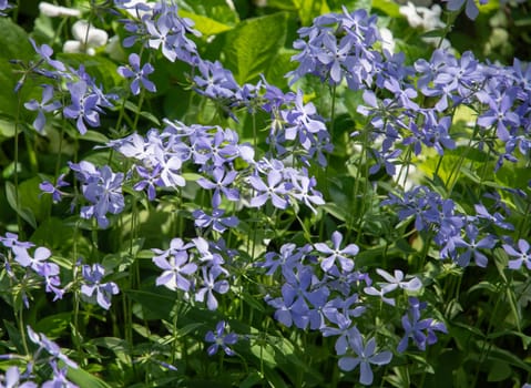spring spreading phlox (phlox divaricata) with many blue flowers against a background of green leaves, natural floral background, garden landscape design, High quality photo