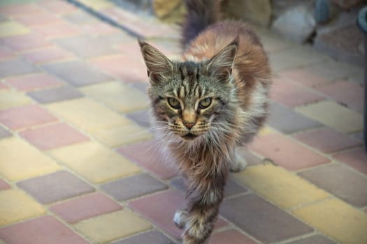 old brown Maine Coon cat stands on a beautiful terrace floor made of multi-colored tiles favorite pet and looks at the camera, High quality photo