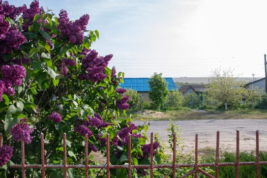 large bush of purple lilac against a background of blue and clear sky, near the fence of a village house, decorative bushes blooming in early spring,High quality photo