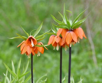 Fritillaria Imperialis rubra Maxima - bulbous flower blooming in an early spring