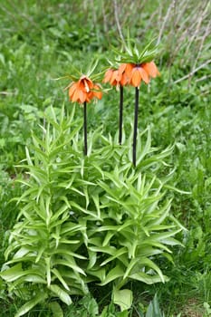 Fritillaria Imperialis rubra Maxima - bulbous flower blooming in an early spring