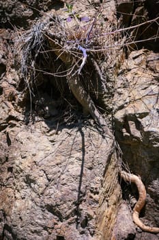 Closeup of tree roots on rocky ground in summer.