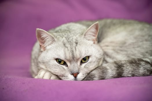 scottish straight cat is sleeping. Close-up of the muzzle of a sleeping cat with closed eyes. Against the backdrop of a light blanket. Favorite pets, cat food