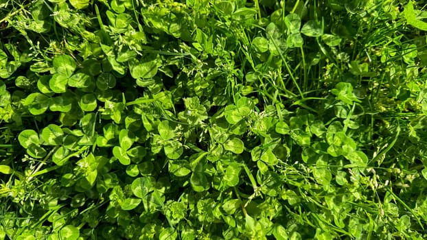 Nature background. Lush clover patch with vibrant green leaves and delicate white blossoms, symbolizing luck and the renewal of nature in spring meadow. High quality photo