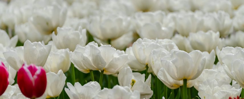 White tulips spring blossoming, bokeh flower background, pastel and soft floral card, selective focus.