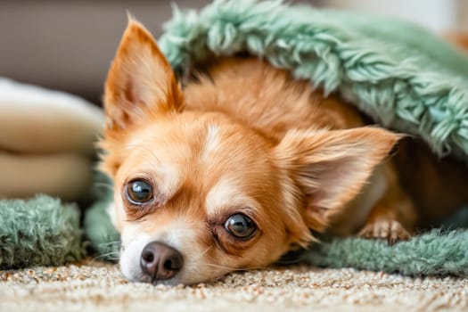 A small brown dog is laying on a green blanket. The dog has its head under the blanket and he is looking up at the camera. Generative AI