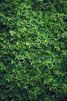 A lush green plant with many leaves. Generative AI