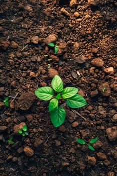 A small green plant is growing in a rocky field. The plant is surrounded by rocks and dirt, and it is the only plant in the area. Concept of resilience and determination. Generative AI