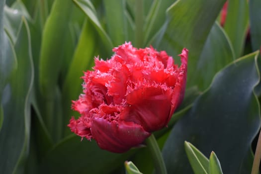 Field with beautiful red tulips. High quality photo