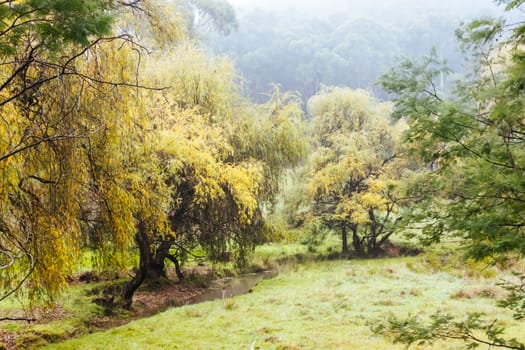 Landscape long the popular Lilydale to Warburton Rail Trail on a cool autumn day in Victoria, Australia