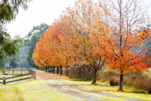 Landscape long the popular Lilydale to Warburton Rail Trail on a cool autumn day in Victoria, Australia