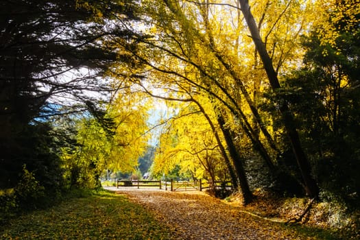 Landscape long the popular Lilydale to Warburton Rail Trail on a cool autumn day in Victoria, Australia