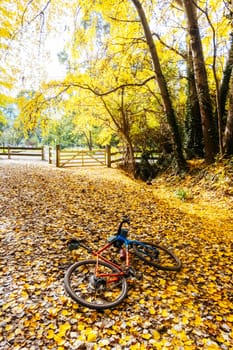 Landscape long the popular Lilydale to Warburton Rail Trail on a cool autumn day in Victoria, Australia