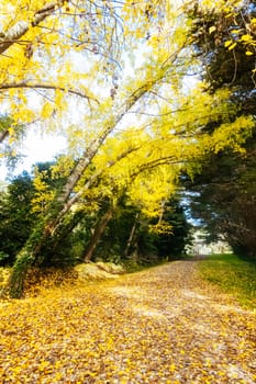 Landscape long the popular Lilydale to Warburton Rail Trail on a cool autumn day in Victoria, Australia