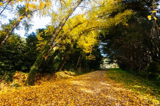 Landscape long the popular Lilydale to Warburton Rail Trail on a cool autumn day in Victoria, Australia