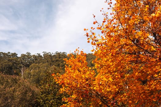 Landscape long the popular Lilydale to Warburton Rail Trail on a cool autumn day in Victoria, Australia