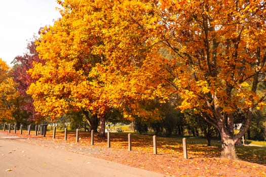 Landscape long the popular Lilydale to Warburton Rail Trail on a cool autumn day in Victoria, Australia