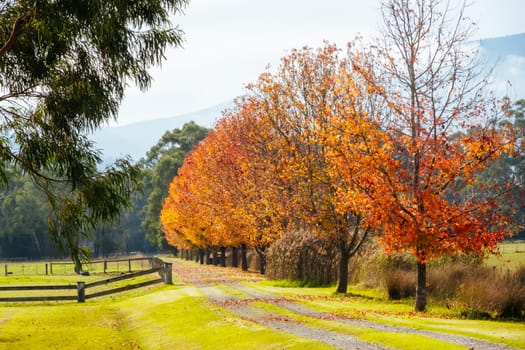 Landscape long the popular Lilydale to Warburton Rail Trail on a cool autumn day in Victoria, Australia