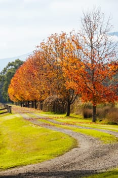 Landscape long the popular Lilydale to Warburton Rail Trail on a cool autumn day in Victoria, Australia