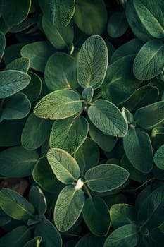 A closeup view of the intricate patterns of green leaves on a terrestrial plant, possibly a subshrub or groundcover. These annual plants are part of a flowering organism