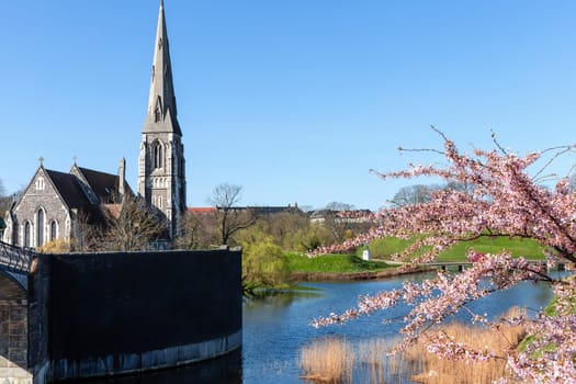 Cherry Blossom in Langelinie park on a beautiful spring day. Sakura festival. Copenhagen, Denmark 