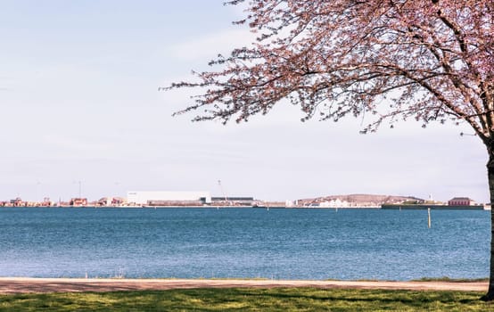 Cherry Blossom in Langelinie park on a beautiful spring day. Sakura festival. Copenhagen, Denmark 