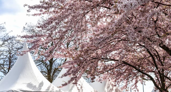 Cherry Blossom in Langelinie park on a beautiful spring day. Sakura festival. Copenhagen, Denmark 