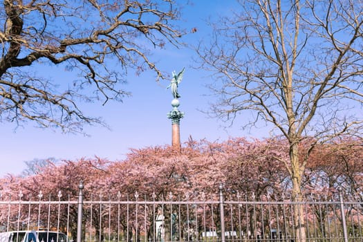 Cherry Blossom in Langelinie park on a beautiful spring day. Sakura festival. Copenhagen, Denmark 