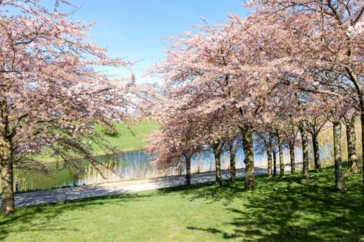 Cherry Blossom in Langelinie park on a beautiful spring day. Sakura festival. Copenhagen, Denmark 
