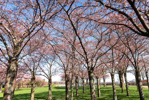 Cherry Blossom in Langelinie park on a beautiful spring day. Sakura festival. Copenhagen, Denmark 