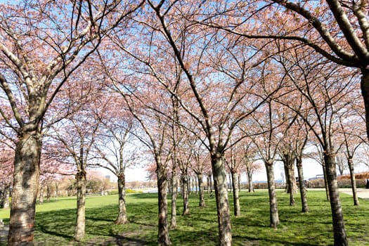Cherry Blossom in Langelinie park on a beautiful spring day. Sakura festival. Copenhagen, Denmark 