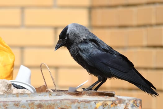 Jackdaw sits on edge of a garbage container