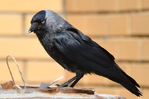 Jackdaw sits on edge of a garbage container