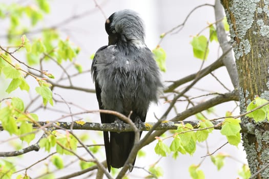 A jackdaw with ruffled feathers sits on tree branch