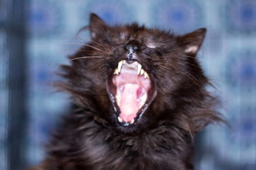 A member of the Felidae family, the black cat is a carnivorous animal known for its small to mediumsized build, sharp fangs, whiskers, and ability to yawn with its jaw wide open