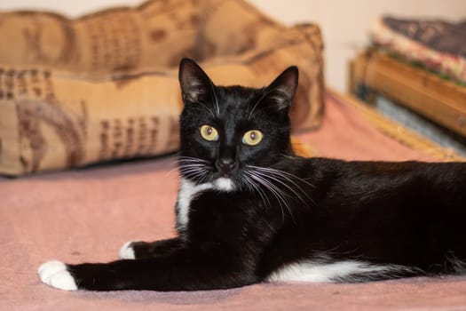 A carnivorous member of the family Felidae, the Bombay cat with white paws is curled up on a bed near a sunlit window, exuding comfort with its sleek black fur and whiskers