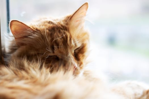 A closeup of a domestic shorthaired cat peacefully laying down with its eyes closed, showcasing its fawn fur, whiskers, and tail