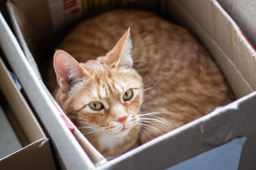 A Felidae, carnivorous cat with fawn fur and whiskers is lounging in a pet supply cardboard box, gazing at the camera near a wooden window with a cute snout